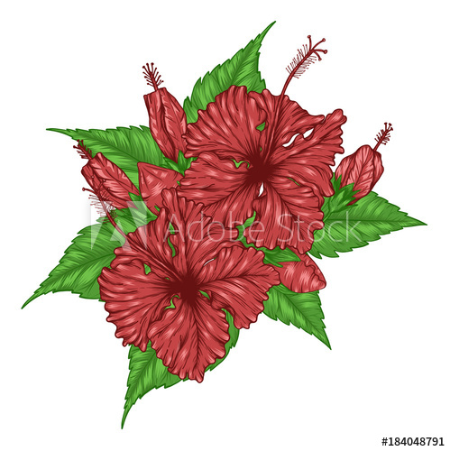 499x500 Hibiscus Flower Vector
