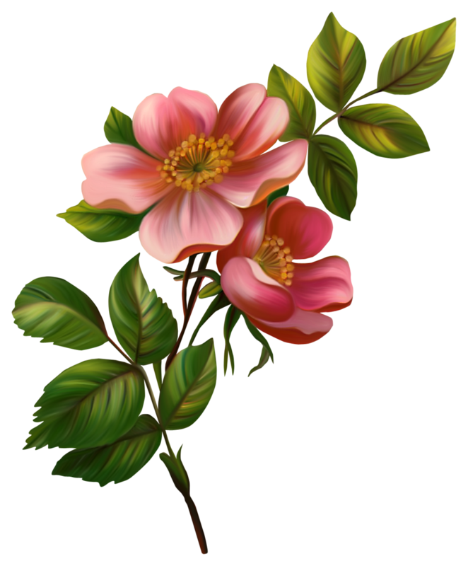 662x800 Fotki Flowers, Simple Flower Drawing