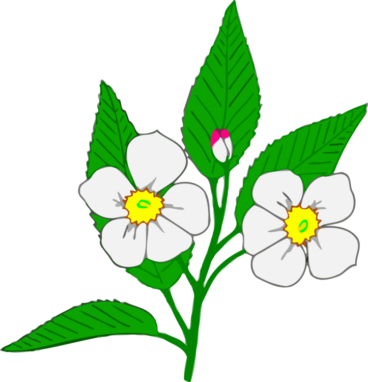 723x750 Stock Drawing Vintage Floral Transparent Png Clipart Free