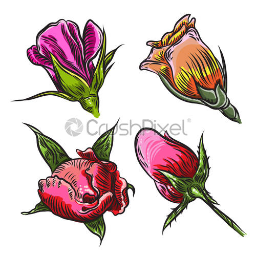 500x500 Vintage Floral Detailed Hand Drawn Rose With Leaves Set Victorian