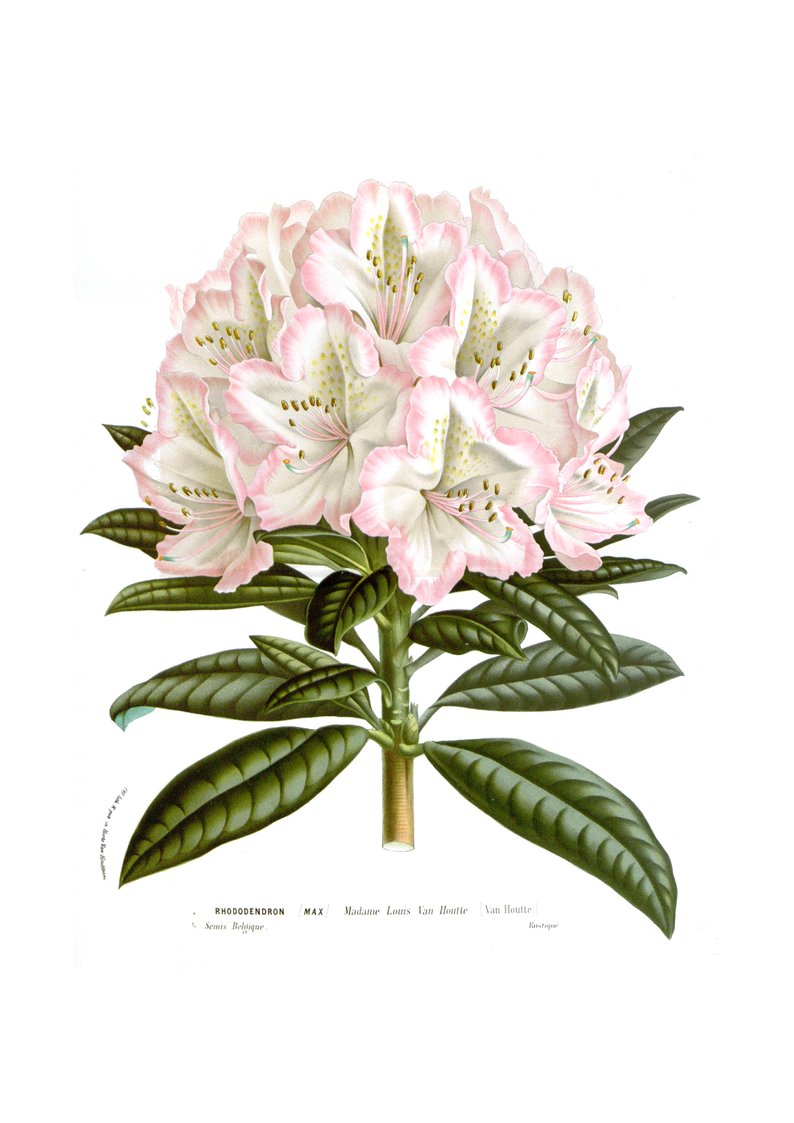 794x1123 flower rhododendron poster vintage reproduction drawing l etsy