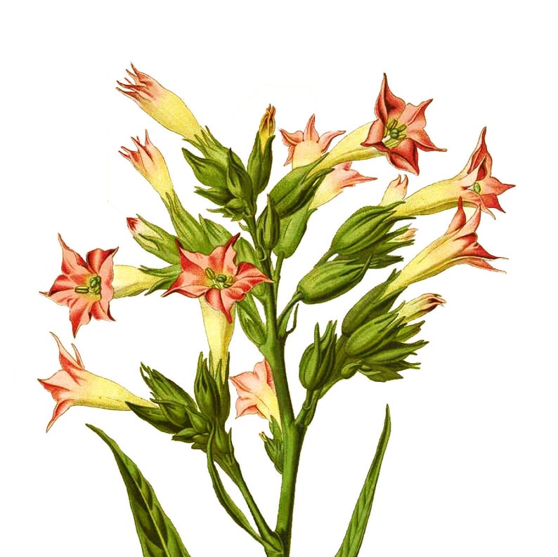 794x793 tobacco flower drawing vintage botanical illustration guilty etsy