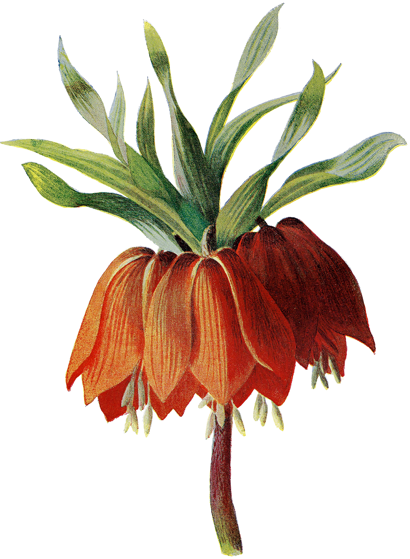 1320x1800 circa garden flower illustrations