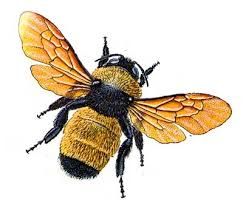 243x207 Image Result For Bees Shooting Pool Illustrations Bee, Bee