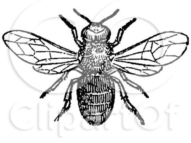 640x480 Vintage Clipart Honey Bee