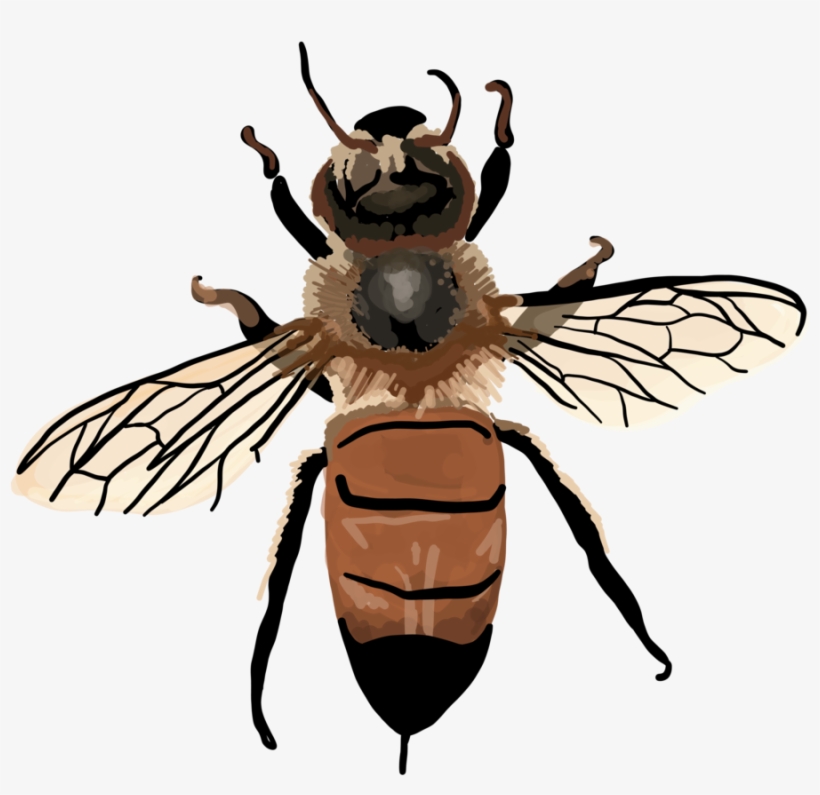 820x795 Apis Mellifera