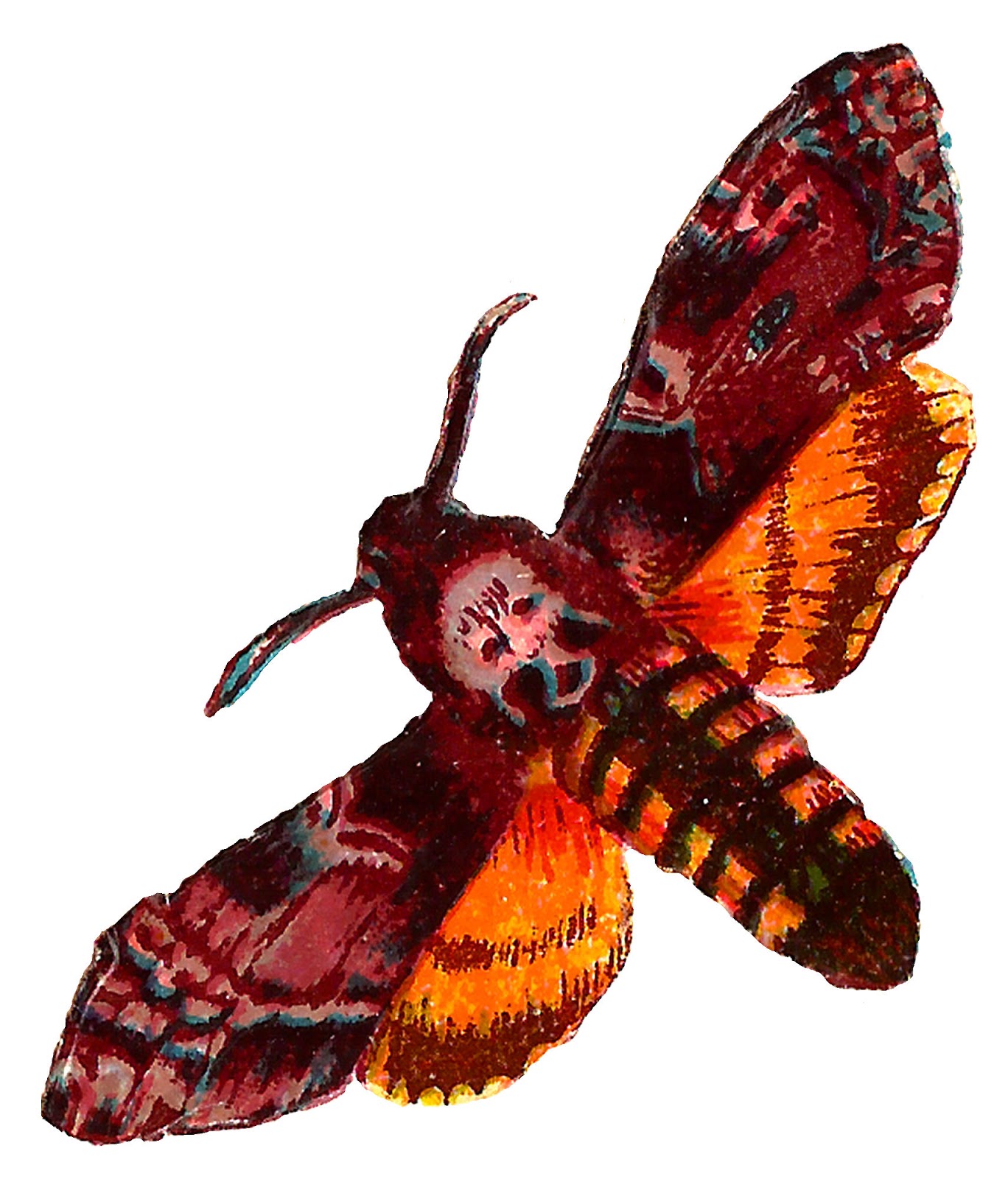 1368x1600 Deaths Head Moth Clipart Vintage