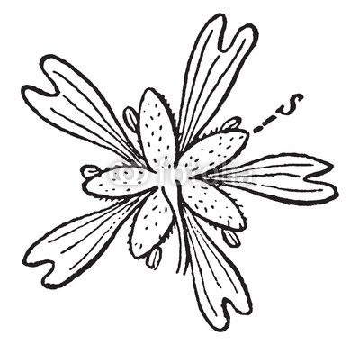 400x383 Nodding Chickweed Vintage Illustration Buy Photos Ap Images