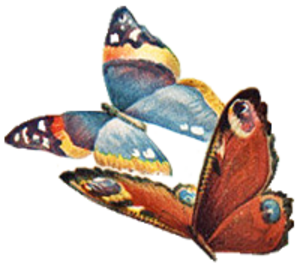 300x270 Vintage Butterfly Transparent Png Clipart Free Download