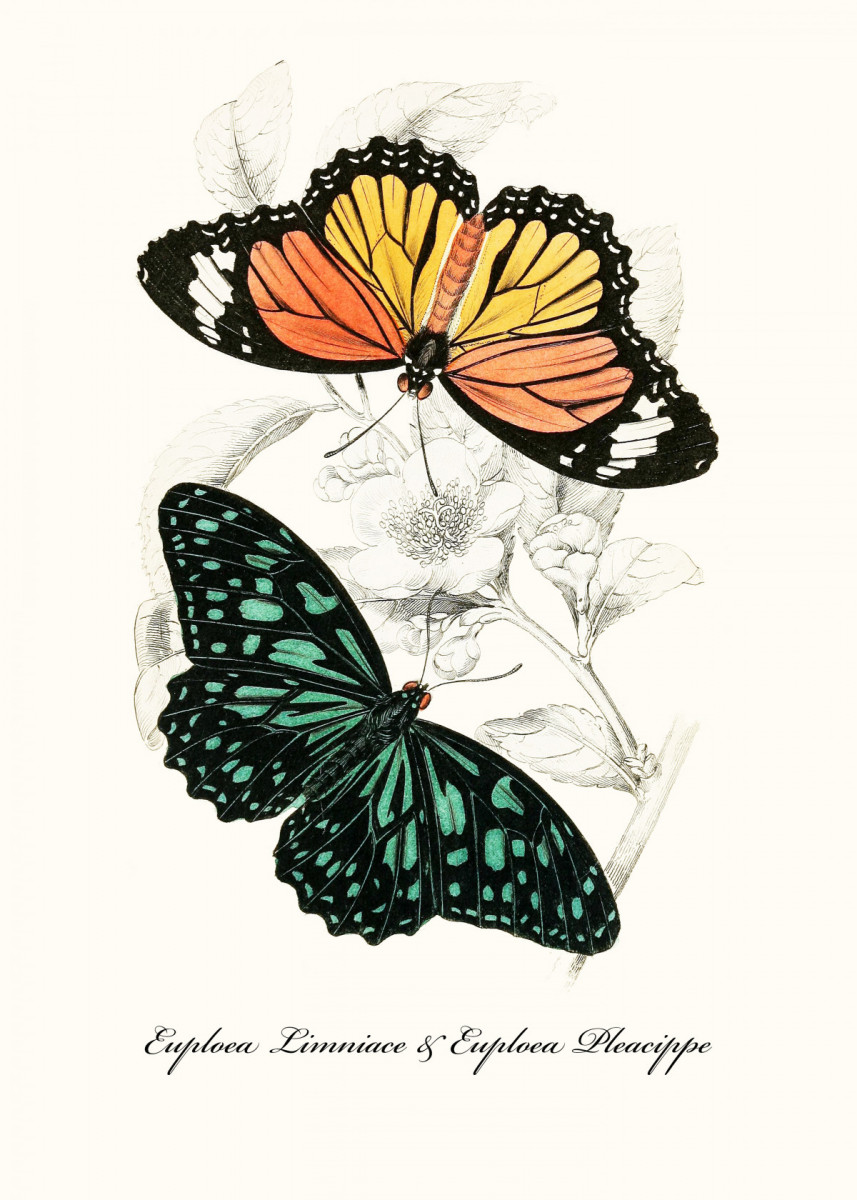 857x1200 Vintage Posters