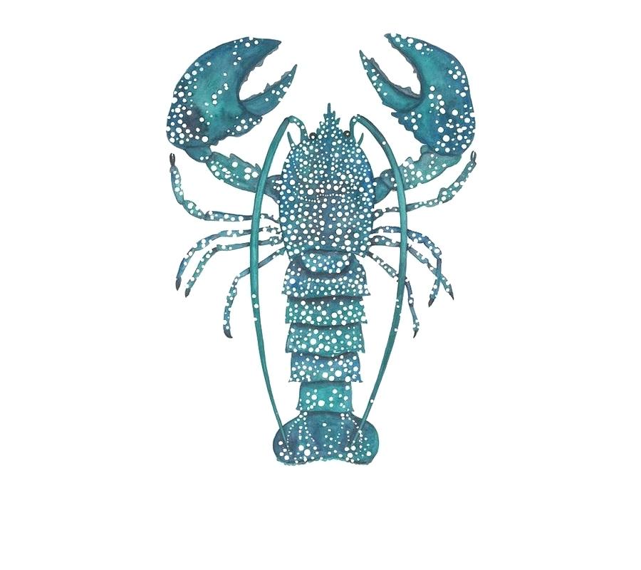 900x800 Drawing Of A Lobster