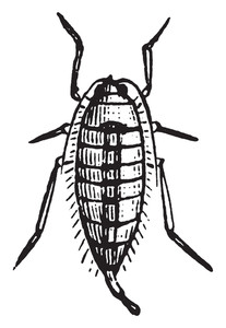 207x300 Great Silkworm Moth Royalty Free Vectors