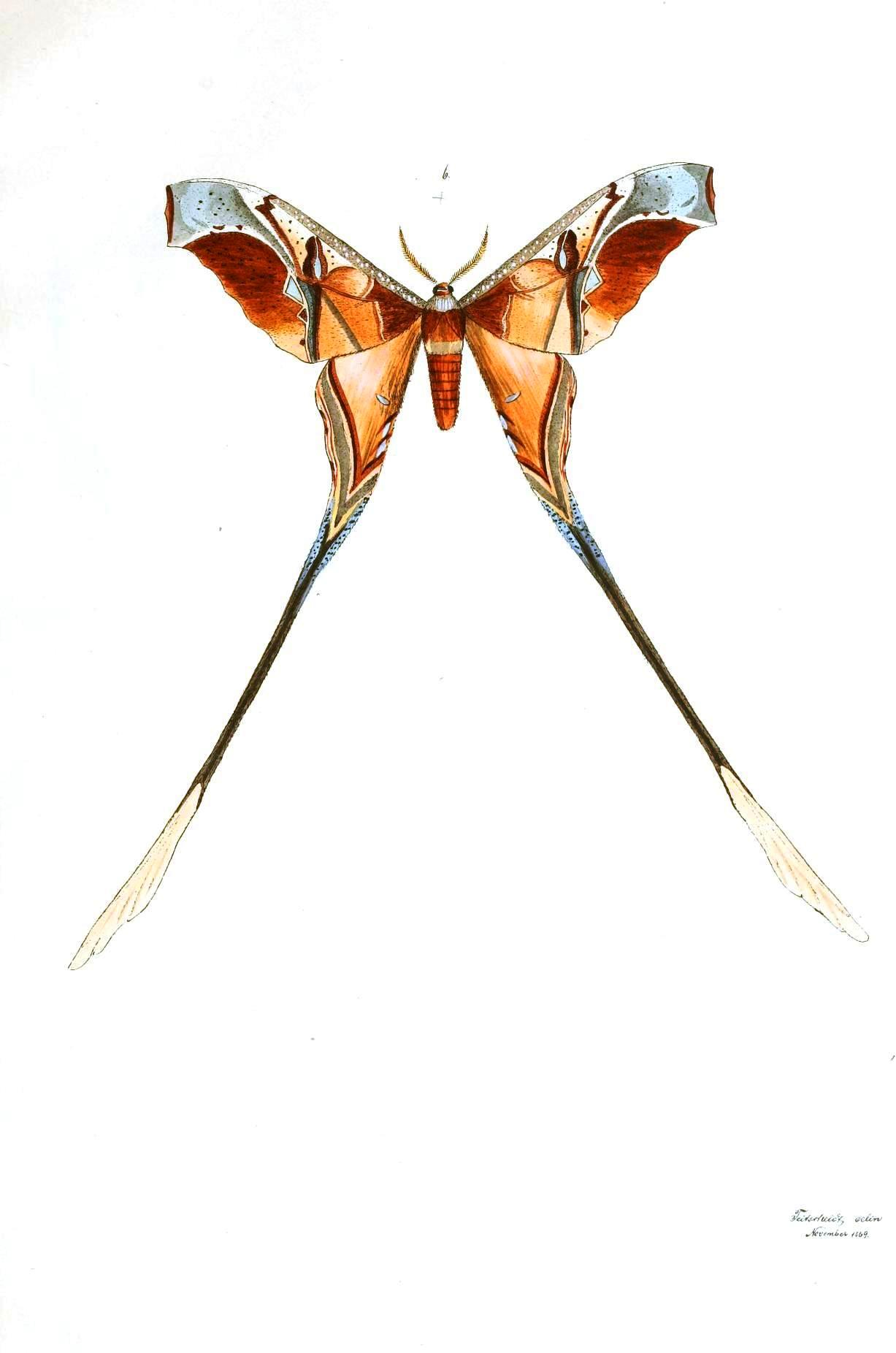 1227x1852 Animal Insect Butterflies Moth Vintage Printable