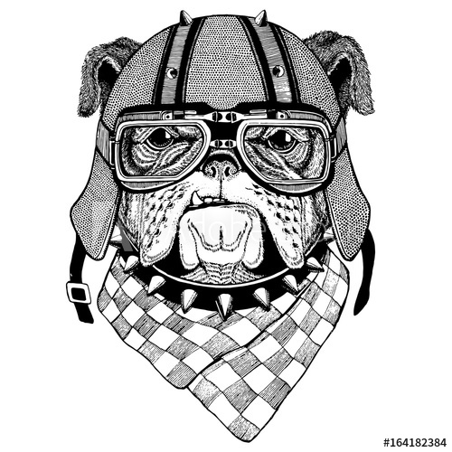500x500 Bulldog Wearing Biker Helmet Animal With Motorcycle Leather Helmet
