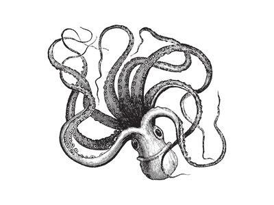 400x300 Common Octopus