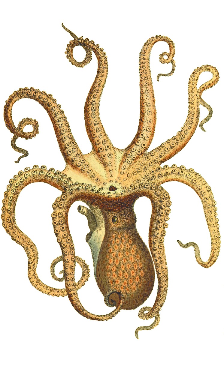 746x1280 Octopus, Vintage, Squid, Animal, Ocean