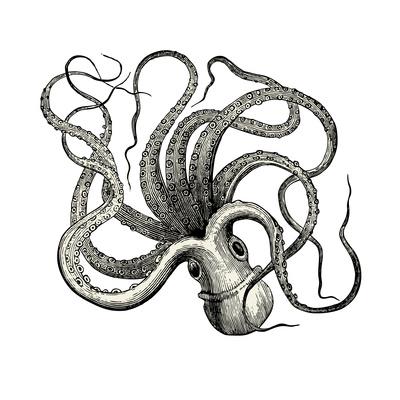 400x400 Octopus