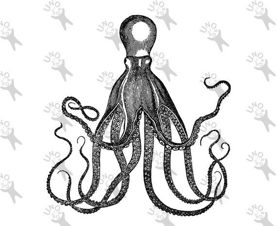 570x465 Octopus Vintage Image Nautical Ocean Instant Download Clipart
