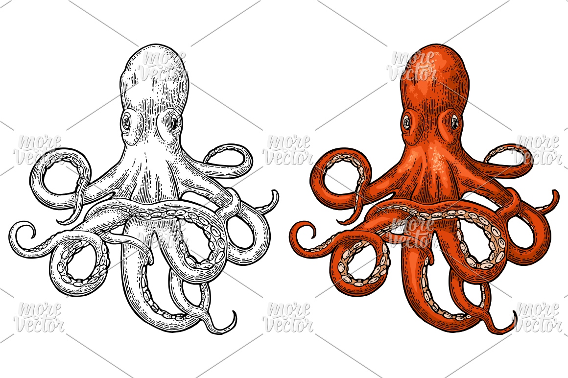 1160x772 Octopus Vector Color Engraving Vintage