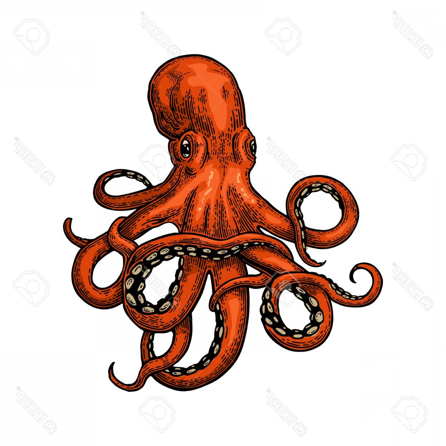 1560x1560 Photostock Vector Octopus Vector Color Engraving Vintage