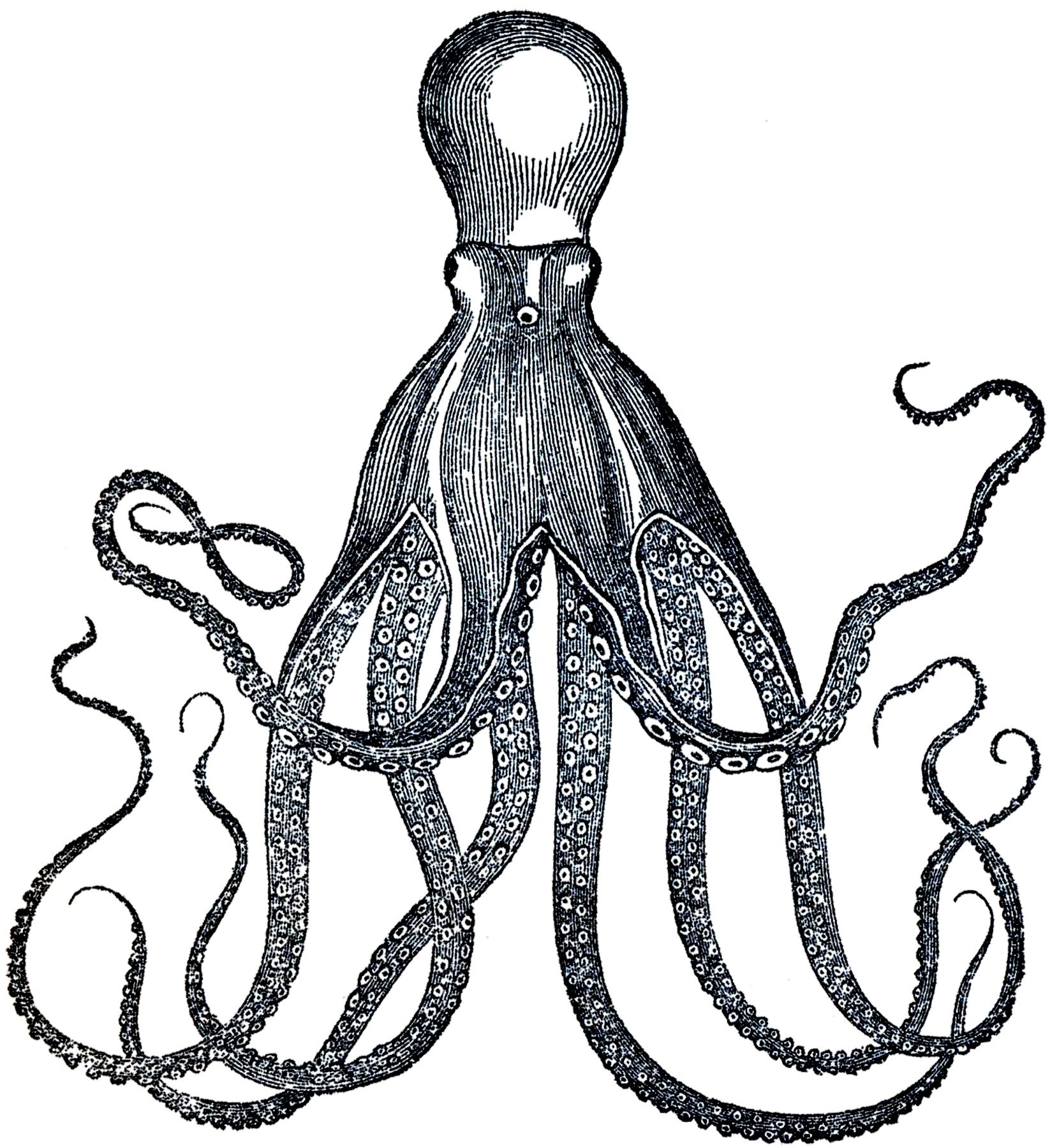 1646x1800 Vintage Octopus Image