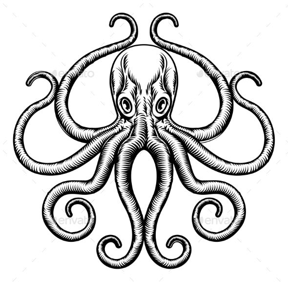590x576 An Original Octopus Or Squid Tattoo Illustration Concept Design