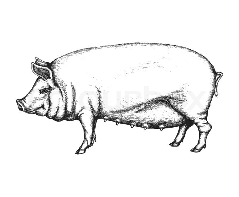 800x658 Pig In Hand Drawn Style Vector Stock Vector Colourbox