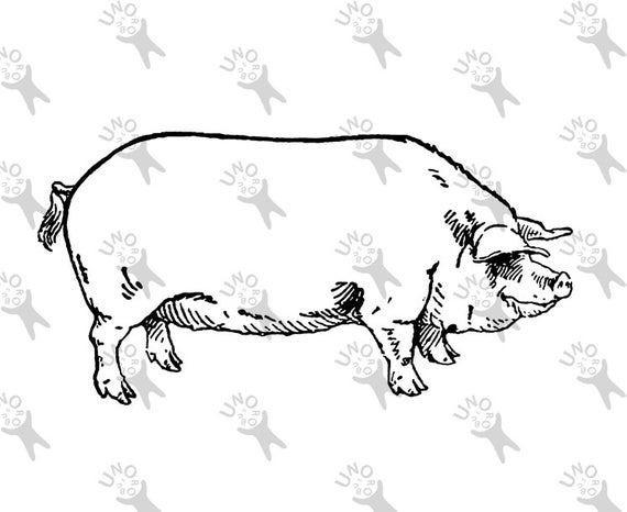 570x466 Vintage Hog Pig Instant Download Picture Digital Printable Etsy