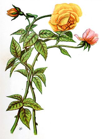 329x447 entwining stems of orange and pink roses in a vintage drawing