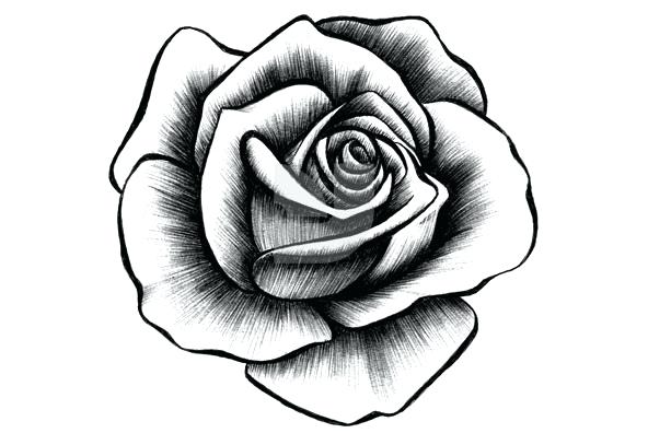 592x396 pictures of drawn roses hand drawn rose drawing drawn pictures