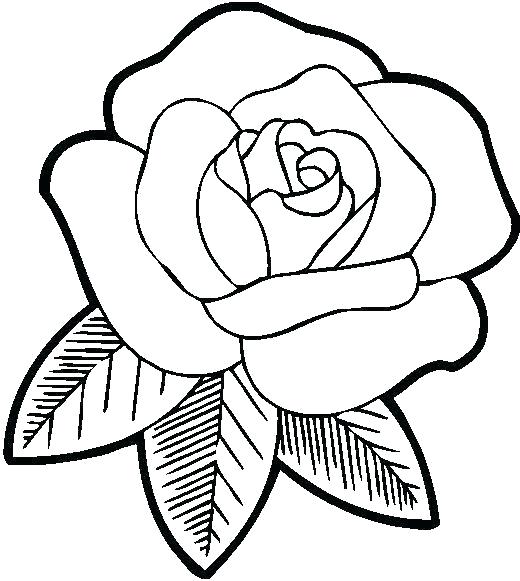 520x581 Rose Flower Printable Coloring Pages