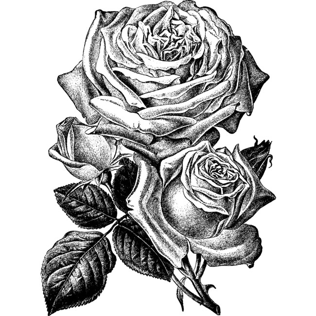 Vintage Rose Drawing | Free download on ClipArtMag