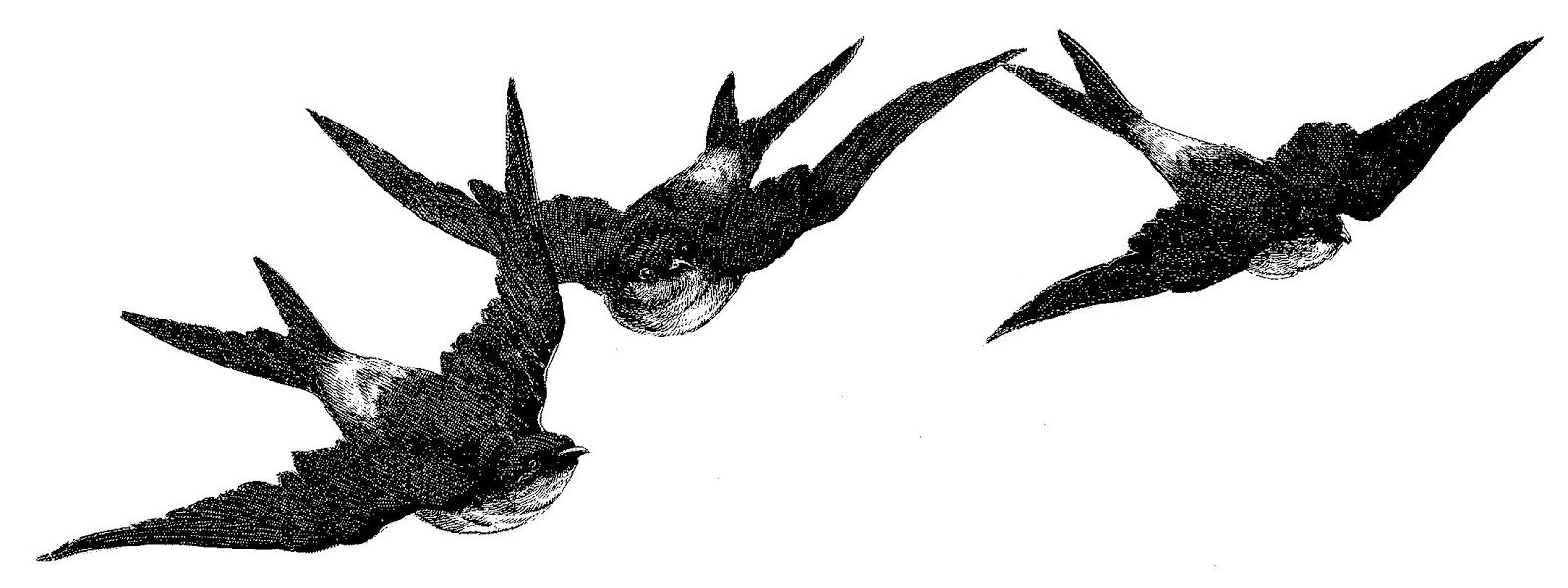 1600x600 Digital Stamp Design Antique Illustration Birds Flying Image