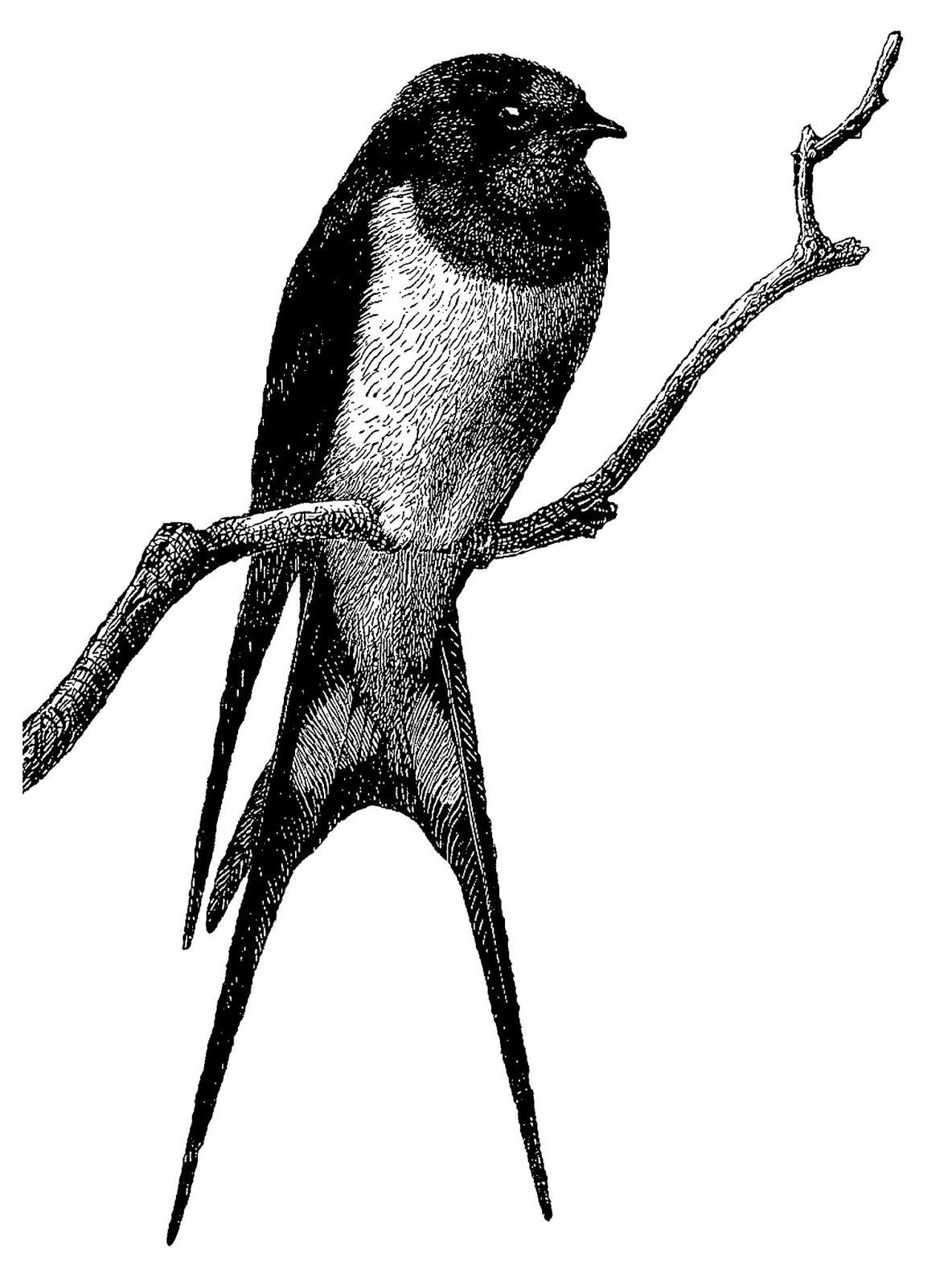 1184x1600 Digital Stamp Design Vintage Perched Bird Image Transfer Barn