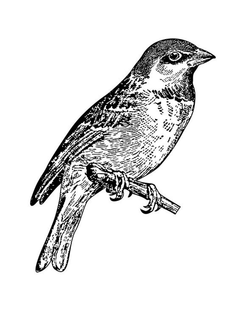 794x1004 Sparrow Bird Vintage Style Print Art Print Parchment Paper Old Etsy