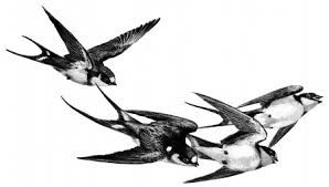 298x169 Vintage Bird Clip Art