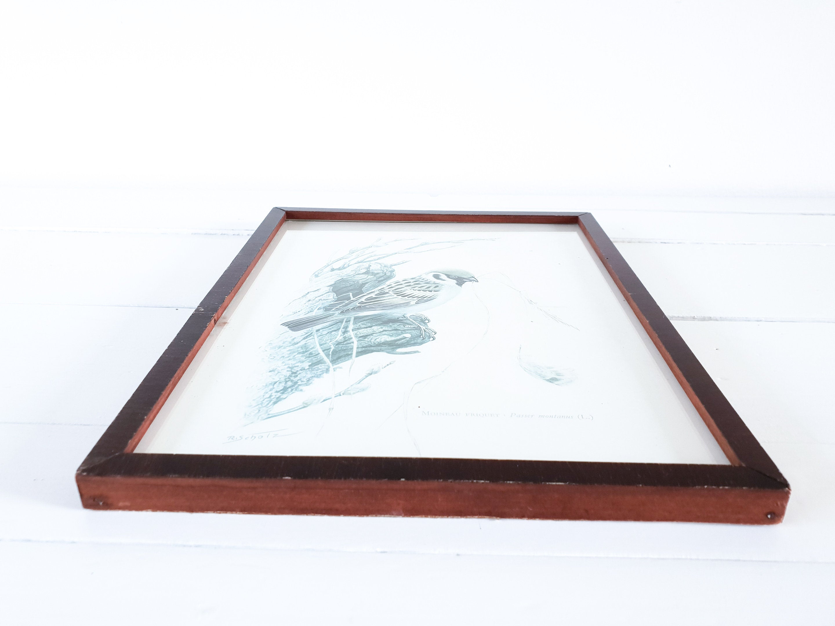 2880x2160 beautiful framed print sparrow old sparrow bird print vintage