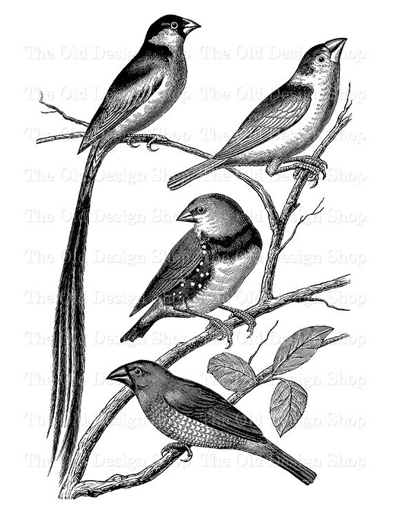 570x738 Bird Clip Art Vintage Sparrow Finch Printable Illustration Digital