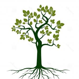 300x300 Oak Tree Roots Frame Artistic Banner