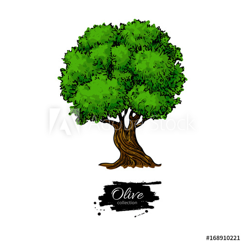 500x500 Olive Tree Hand Drawn Vector Illustration Vintage Botanical