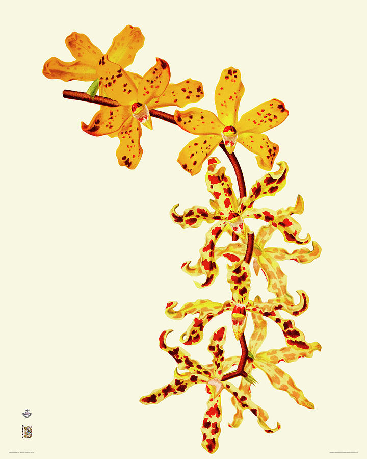 720x900 Orchid Vintage Print Drawing