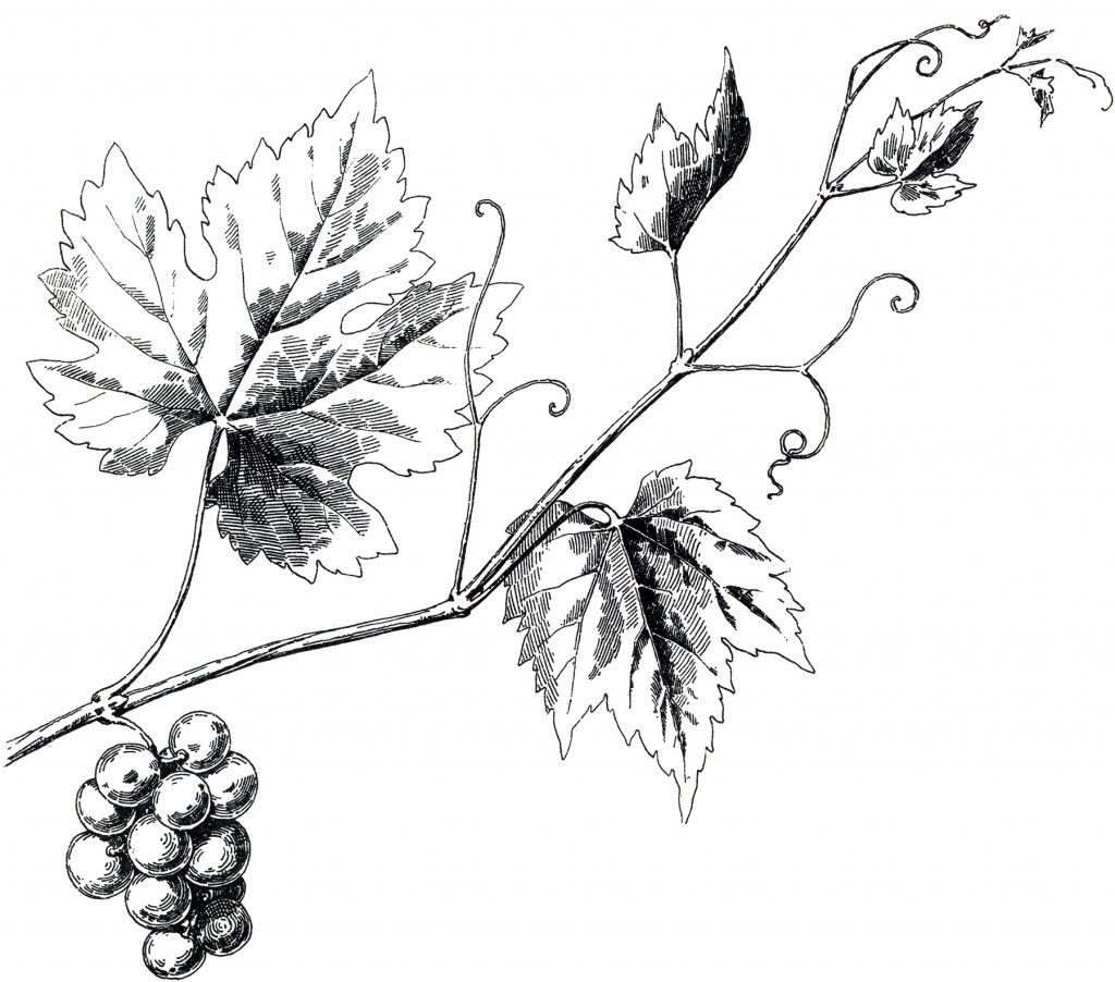 1024x902 Vintage Grapevine Image Graphics Ideas Vine Tattoos, Wine