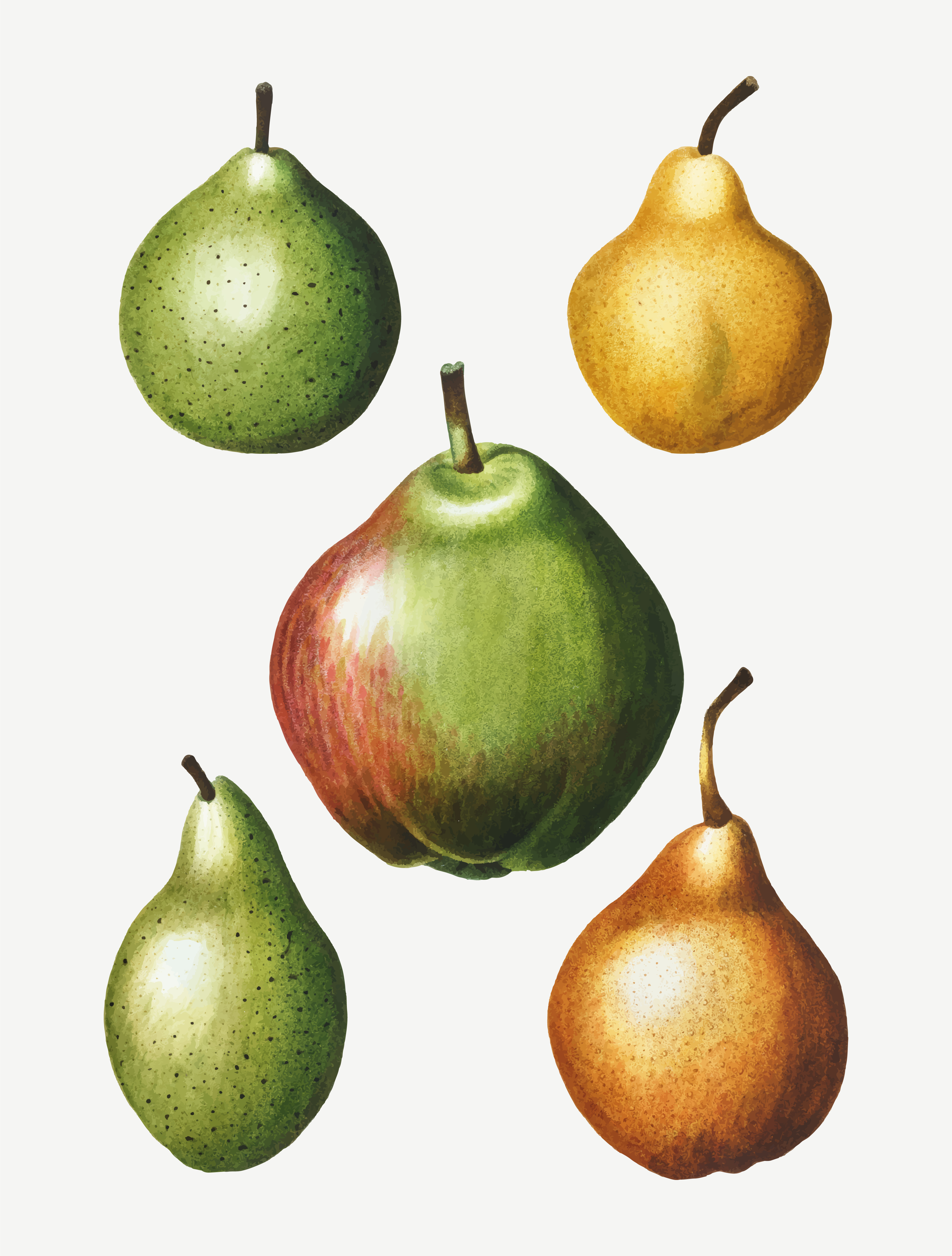 3543x4675 Vintage Pear Fruit Drawing