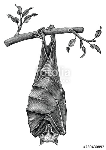 353x500 Antique Of Bat Hand Draw Vintage Engraving Style Isolated On White