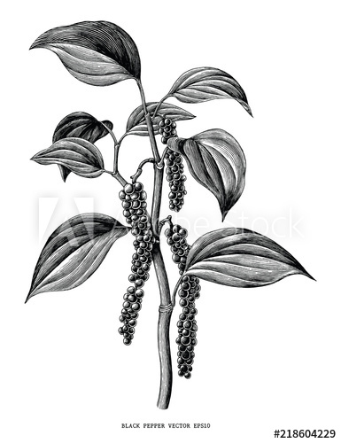 385x500 Black Pepper Branch Hand Draw Vintage Clip Art Isolated On White