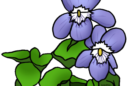 450x300 Collection Of Free Violet Drawing State Illinois Flower Download