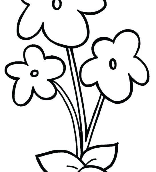 546x600 Violet Drawing Jasmine For Free Download