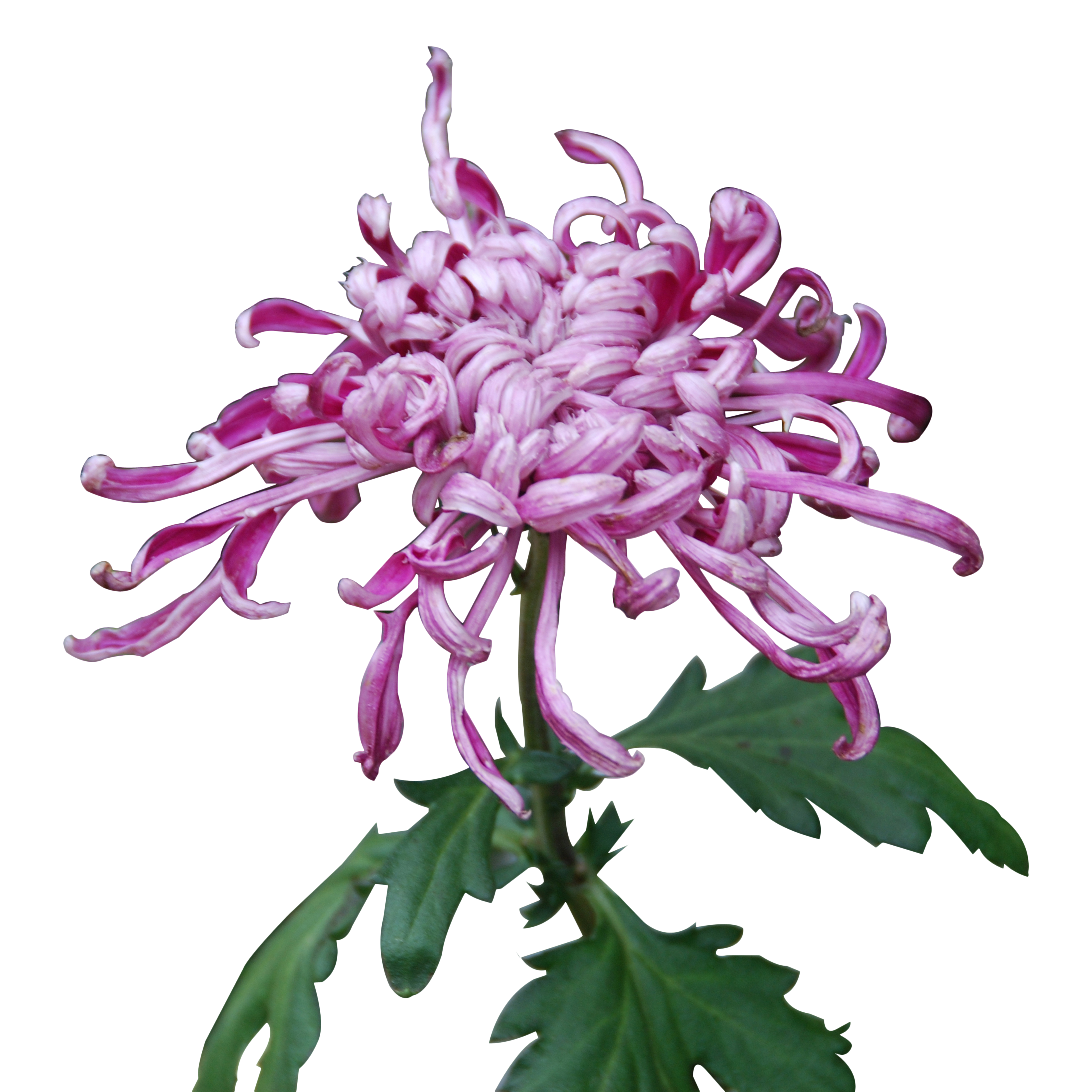 3839x3839 Geraniums Drawing Violet Frames Illustrations Hd Images