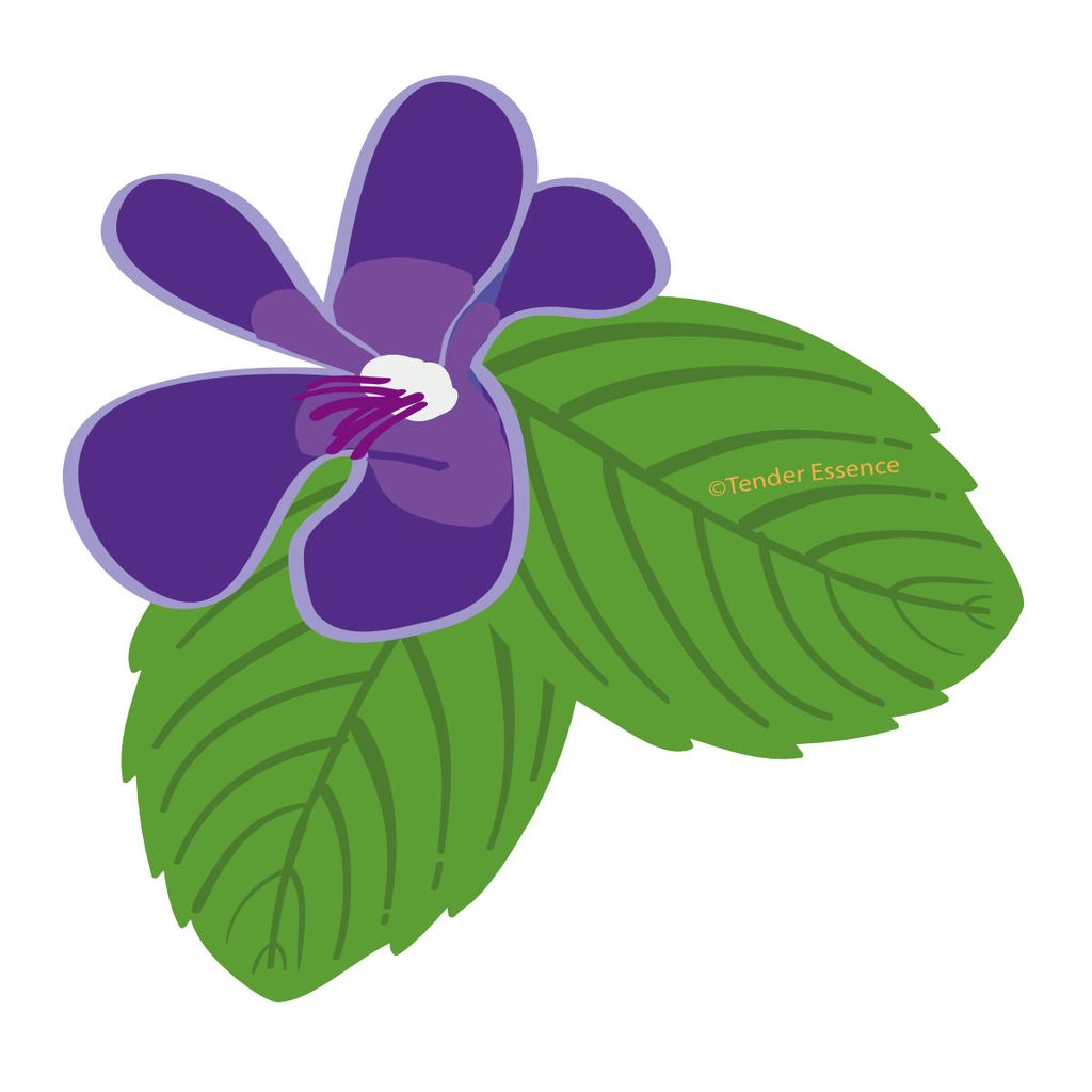 1024x1024 violet leaf absolute oil