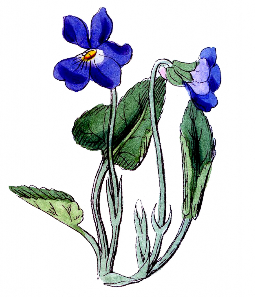 880x1024 african violet drawing at com free for personal us on violet